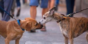 Los perros no solo huelen mejor que nosotros: también podrían ayudar a detectar enfermedades graves