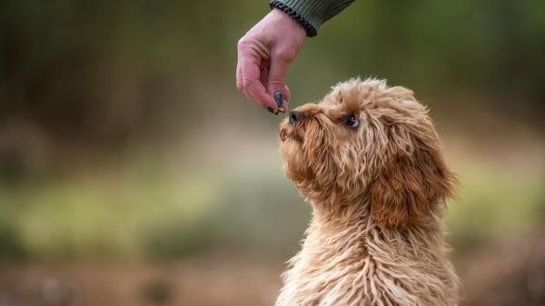Los perros no solo huelen mejor que nosotros: también podrían ayudar a detectar enfermedades graves - Por qué el olfato de los perros puede detectar señales invisibles para los humanos