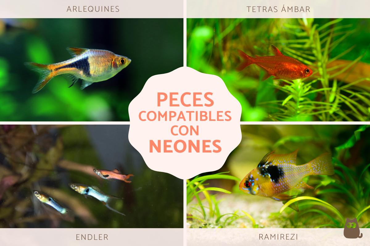 Peces compatibles con neones