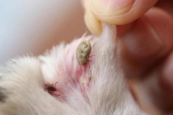 Mi perro tiene un grano blanco: causas y tratamientos - 2. Parásitos