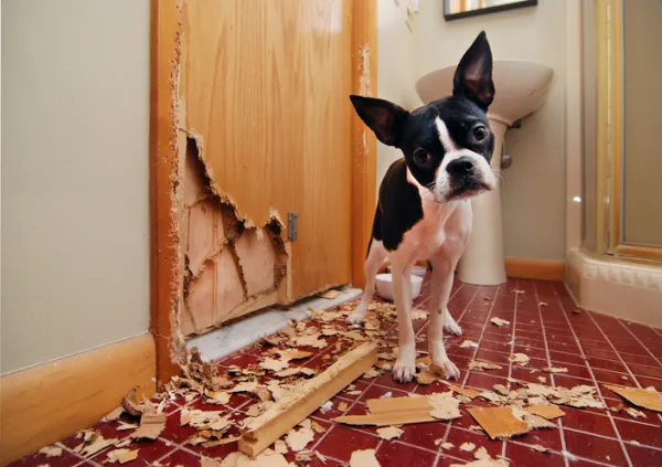 qué poner en los muebles para que los perros no muerdan