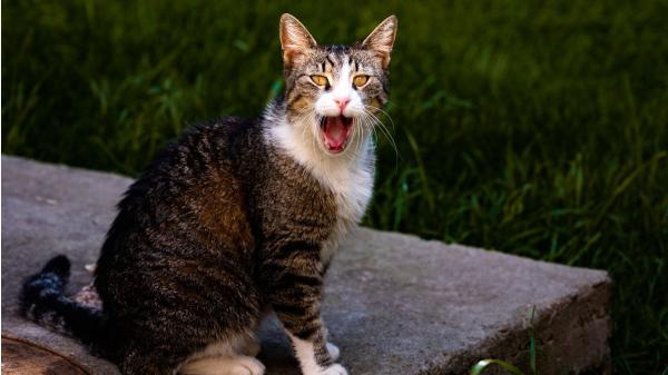 Juanjo, veterinario, sobre los gatos que maúllan por la noche: “En algunos casos puede estar relacionado con un fallo renal” - El aburrimiento y el instinto de caza también pueden hacer que tu gato maúlle