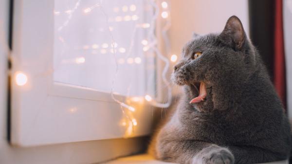 Juanjo, veterinario, sobre los gatos que maúllan por la noche: “En algunos casos puede estar relacionado con un fallo renal” - El síndrome de disfunción cognitiva también puede estar detrás de los maullidos