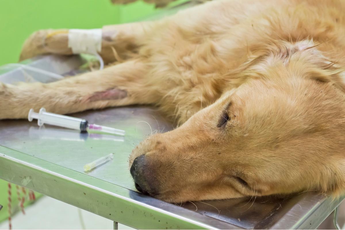 Hemorragia interna en perros - Síntomas y tratamiento