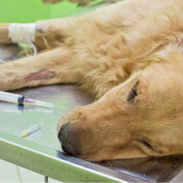cómo tratar las plaquetas bajas en perros