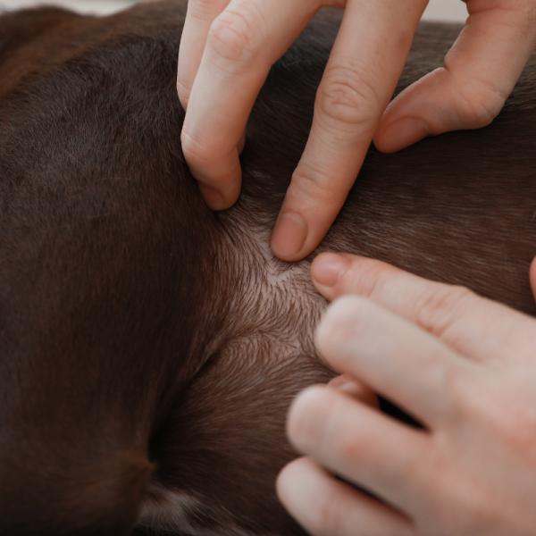 cuanto duran las espinillas de los perros