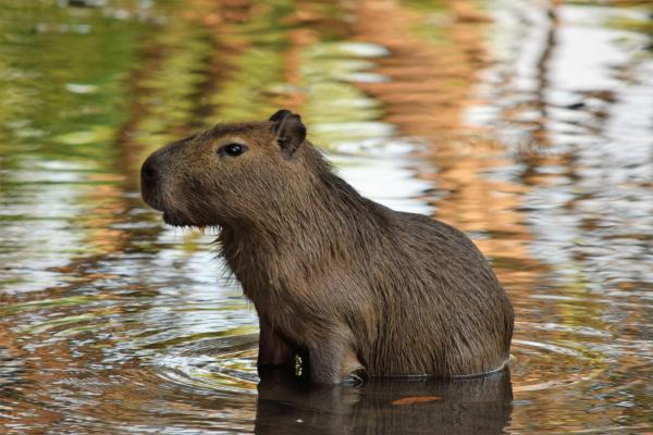 Curiosidades del carpincho o capibara - 10. Es víctima de la caza