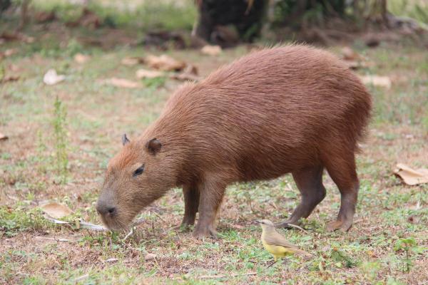 Curiosidades del carpincho o capibara - 1. Es el roedor más grande del mundo