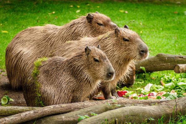 Curiosidades del carpincho o capibara - 4. Es un roedor bastante social