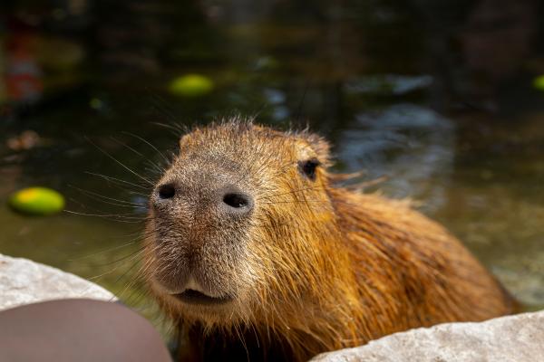 Curiosidades del carpincho o capibara - 6. Tiene el olfato bastante desarrollado