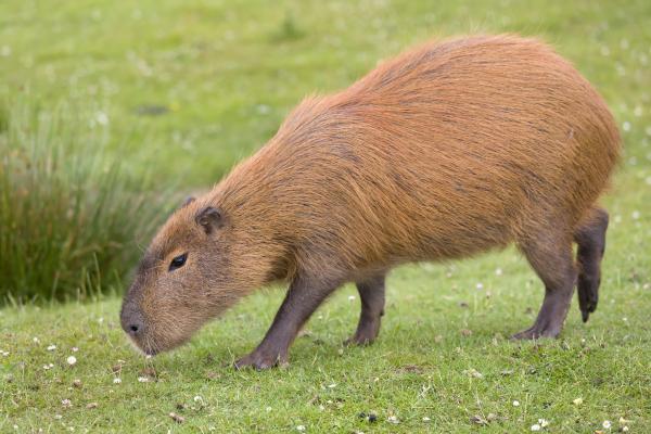 Curiosidades del carpincho o capibara - 7. Es un estricto herbívoro y también es cecotrófico