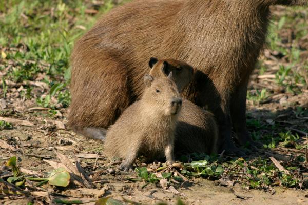 Curiosidades del carpincho o capibara - 8. Se reproduce durante todo el año 