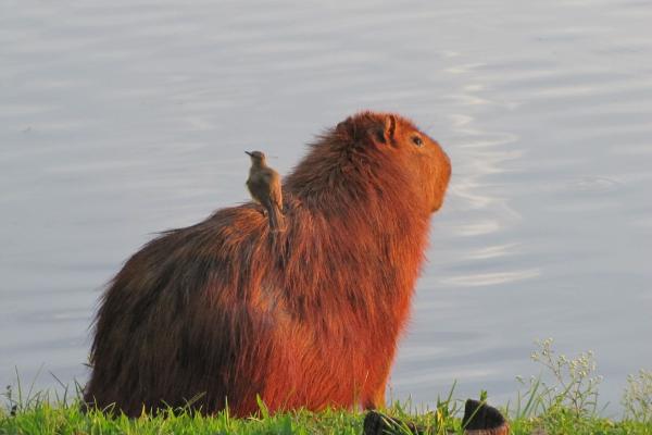 Curiosidades del carpincho o capibara - 9. Tiene relaciones importantes con otras especies 
