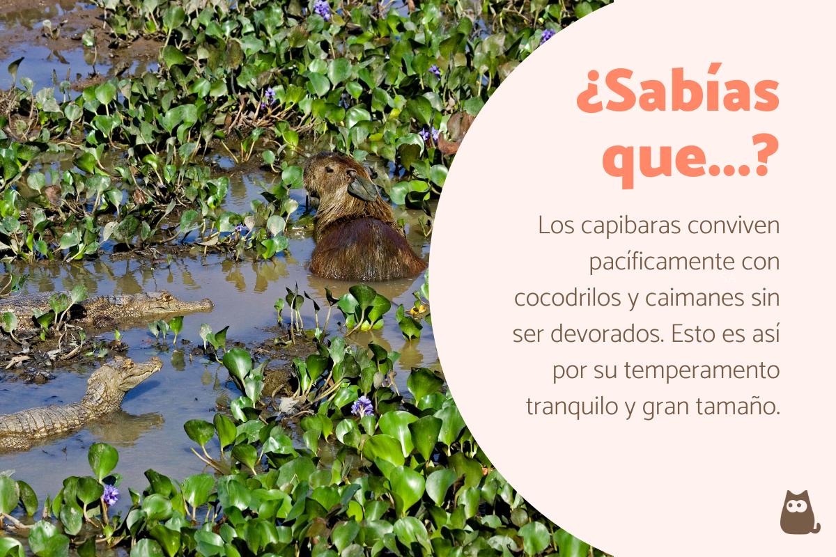 Curiosidades del carpincho o capibara