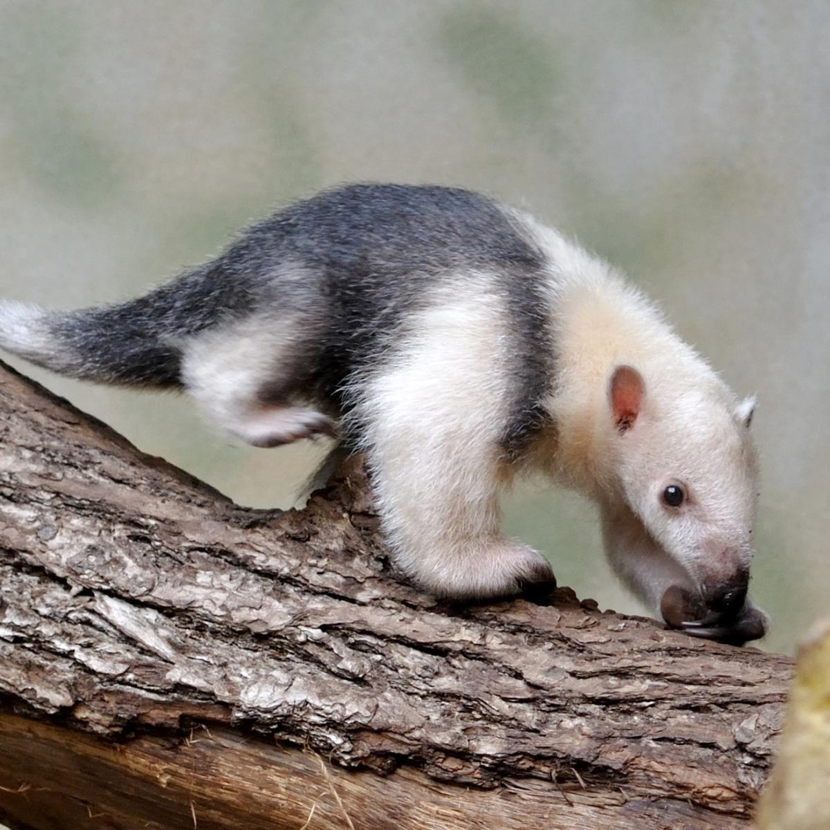 Dónde vive el oso hormiguero