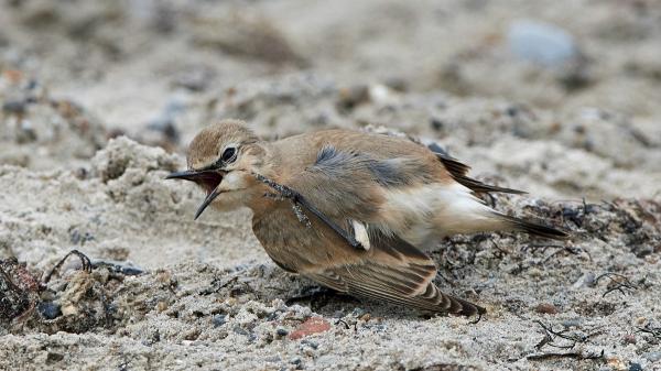 La Guardia Civil alerta sobre qué hacer si te encuentras un ave herida en la calle: “La mejor intención no siempre es la mejor actuación” - No todas las aves que encuentras en el suelo necesitan ser rescatadas: cómo saber cuándo ayudar