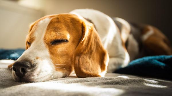 Manuel, adiestrador canino: “Un perro que duerme siempre con la cabeza sobre las patas no está relajado; hay algo en su entorno que no le deja bajar la guardia” - Esto es lo que recomienda el experto si el perro no cambia de postura para dormir