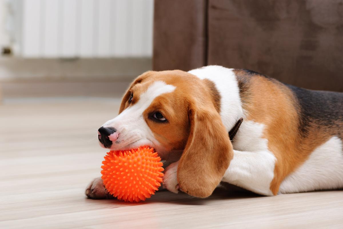 Las mejores pelotas indestructibles para perros