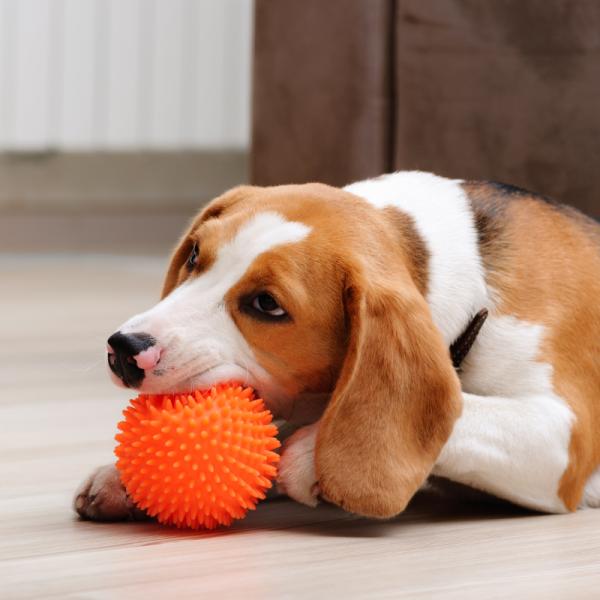Las 10 mejores pelotas indestructibles para perros Resistentes y duraderas