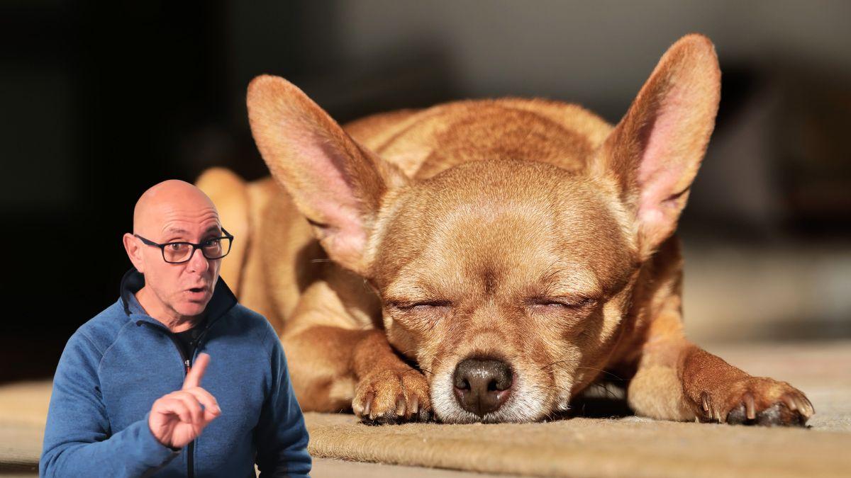 Manuel, adiestrador canino: “Un perro que duerme siempre con la cabeza sobre las patas no está relajado; hay algo en su entorno que no le deja bajar la guardia”