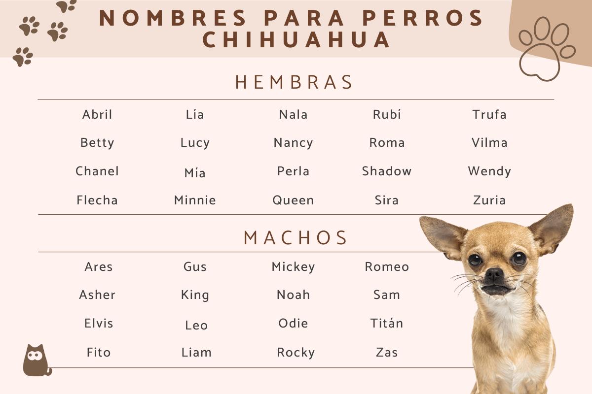 Nombres para perros chihuahua
