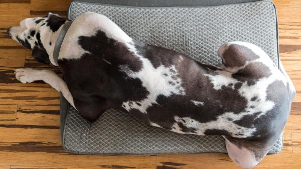 Manuel, adiestrador canino: “Un perro que duerme siempre con la cabeza sobre las patas no está relajado; hay algo en su entorno que no le deja bajar la guardia” - Por qué esta postura significa que el perro nunca baja la guardia