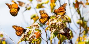 10 Animales que migran en invierno y por qué lo hacen