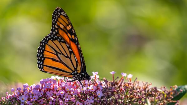 10 Animales que migran en invierno y por qué lo hacen - 1. Mariposa monarca (Danaus plexippus)