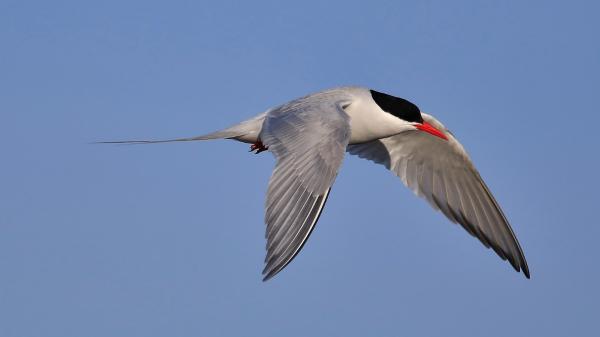 10 Animales que migran en invierno y por qué lo hacen - 2. Gaviotín ártico (Sterna paradisaea)