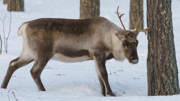 10 Animales que migran en invierno y por qué lo hacen - 4. Caribú o reno (Rangifer tarandus)