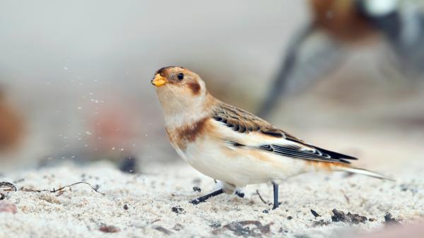 10 Animales que migran en invierno y por qué lo hacen - 6. Escribano nival (Plectrophenax nivalis)