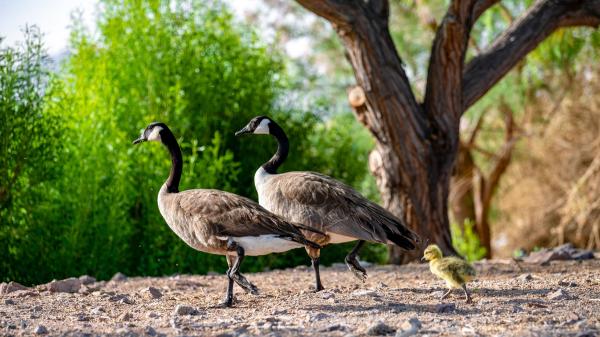 10 Animales que migran en invierno y por qué lo hacen - 7. Ganso de Canadá (Branta canadensis)