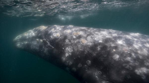 10 Animales que migran en invierno y por qué lo hacen - 8. Ballena gris (Eschrichtius robustus)