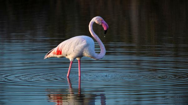 10 Animales que migran en invierno y por qué lo hacen - 9. Flamenco común (Phoenicopterus roseus)