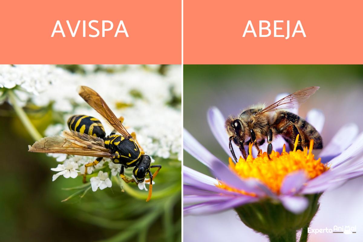 Diferencias entre avispas y abejas