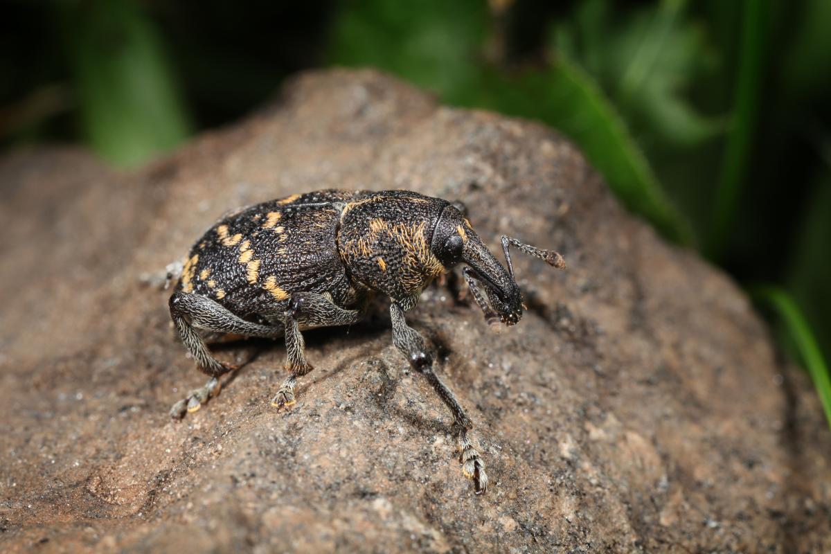 ¿Dónde viven los escarabajos?