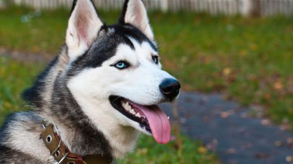 Los veterinarios coinciden sobre el husky siberiano: “No es un perro para cualquiera, necesita una persona activa, con experiencia, que muestre seguridad y mucha dedicación” - El husky es muy inteligente, pero su carácter puede complicar el adiestramiento