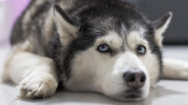 Los veterinarios coinciden sobre el husky siberiano: “No es un perro para cualquiera, necesita una persona activa, con experiencia, que muestre seguridad y mucha dedicación” - El husky suele ser una raza sana, pero hay varios problemas de salud que conviene vigilar