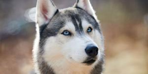 Los veterinarios coinciden sobre el husky siberiano: “No es un perro para cualquiera, necesita una persona activa, con experiencia, que muestre seguridad y mucha dedicación”