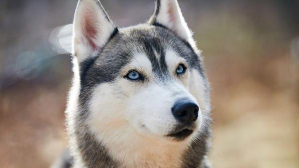 Los veterinarios coinciden sobre el husky siberiano: “No es un perro para cualquiera, necesita una persona activa, con experiencia, que muestre seguridad y mucha dedicación”