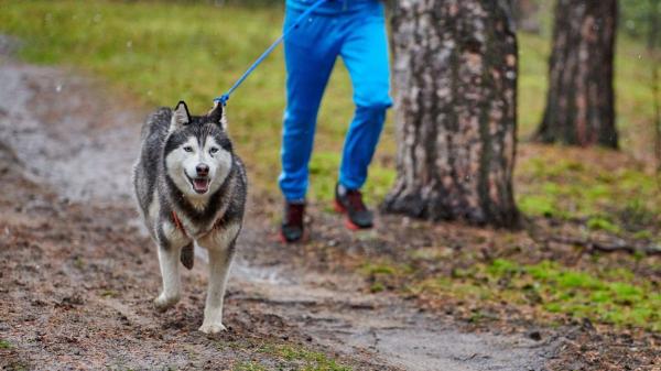 Los veterinarios coinciden sobre el husky siberiano: “No es un perro para cualquiera, necesita una persona activa, con experiencia, que muestre seguridad y mucha dedicación” - Un perro muy activo que no lleva bien la soledad y puede escaparse con facilidad