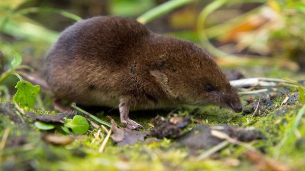 Parecen ratones, pero no lo son: así son las musarañas y dónde se encuentran en España - Cómo es el hábitat de las musarañas en España: bosques, ríos y zonas agrícolas