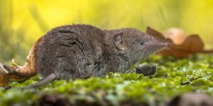 Parecen ratones, pero no lo son: así son las musarañas y dónde se encuentran en España