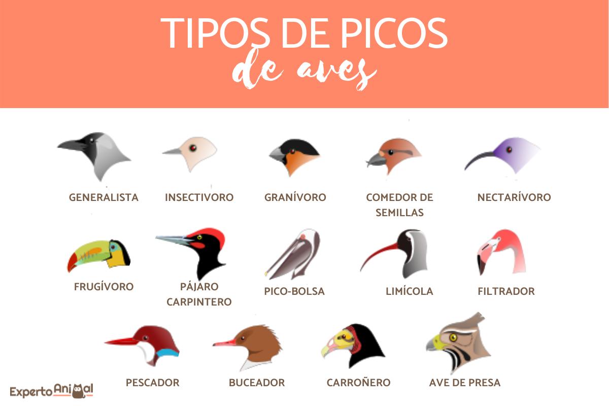 Tipos de picos de aves