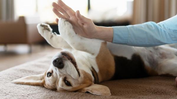El rescate que ha cambiado la vida de estos nueve beagles: de un laboratorio al calor de una familia - Adopta a un beagle rescatado para que por fin conozca el calor de un hogar