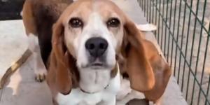 El rescate que ha cambiado la vida de estos nueve beagles: de un laboratorio al calor de una familia