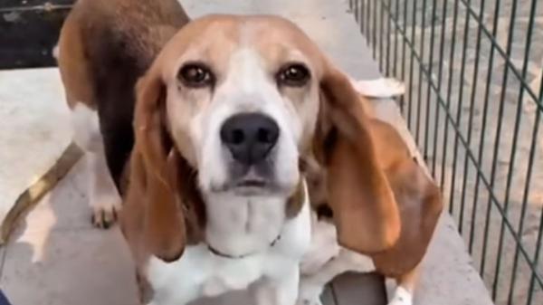 El rescate que ha cambiado la vida de estos nueve beagles: de un laboratorio al calor de una familia