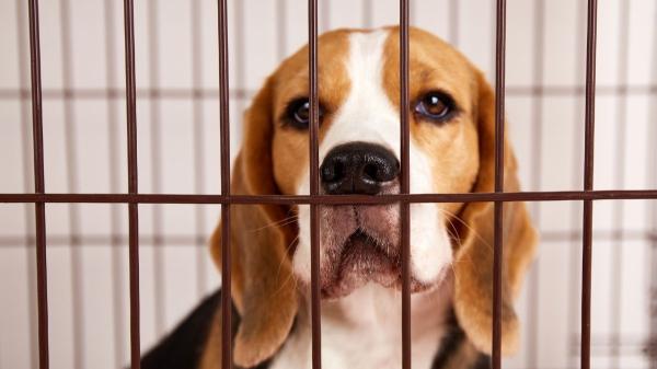 El rescate que ha cambiado la vida de estos nueve beagles: de un laboratorio al calor de una familia - Encerrados y sin paseos: la cruda realidad de los perros en laboratorios