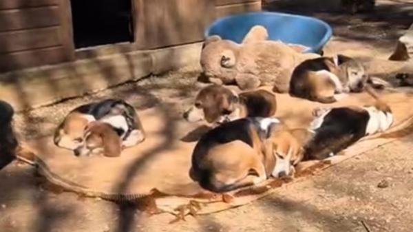 El rescate que ha cambiado la vida de estos nueve beagles: de un laboratorio al calor de una familia - Los nueve beagles necesitan tiempo, paciencia y amor para adaptarse a su nueva vida