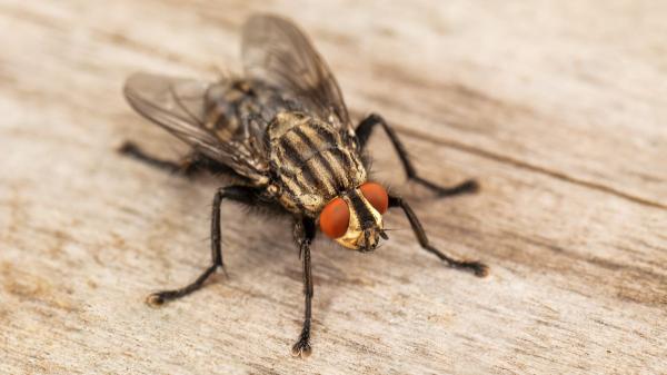 La verdadera razón por la que tienes moscas en casa (y el remedio casero infalible para ahuyentarlas) - Calor y humedad: el escenario perfecto para que las moscas se multipliquen